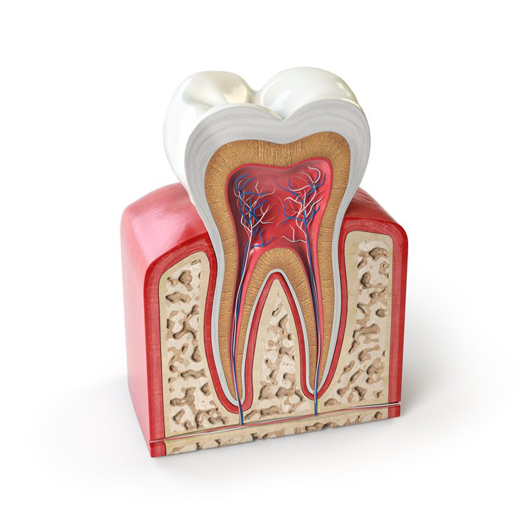 Cross section of tooth showing root canal
